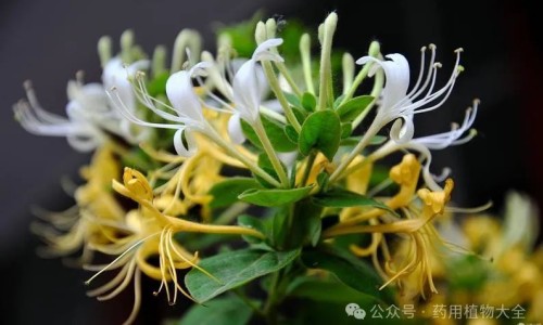 金花消痤颗粒的功效与作用及禁忌-金花消痤颗粒的功效与作用网 - 网站提供金花消痤丸的功能主治小常识、金花消痤丸说明书图片
