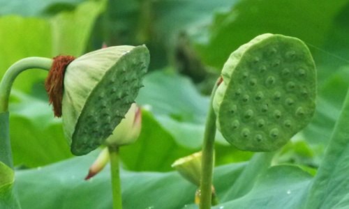 金花消痤丸功效和作用-金花消痤颗粒的功效与作用网 - 网站提供金花消痤丸的功能主治小常识、金花消痤丸说明书图片